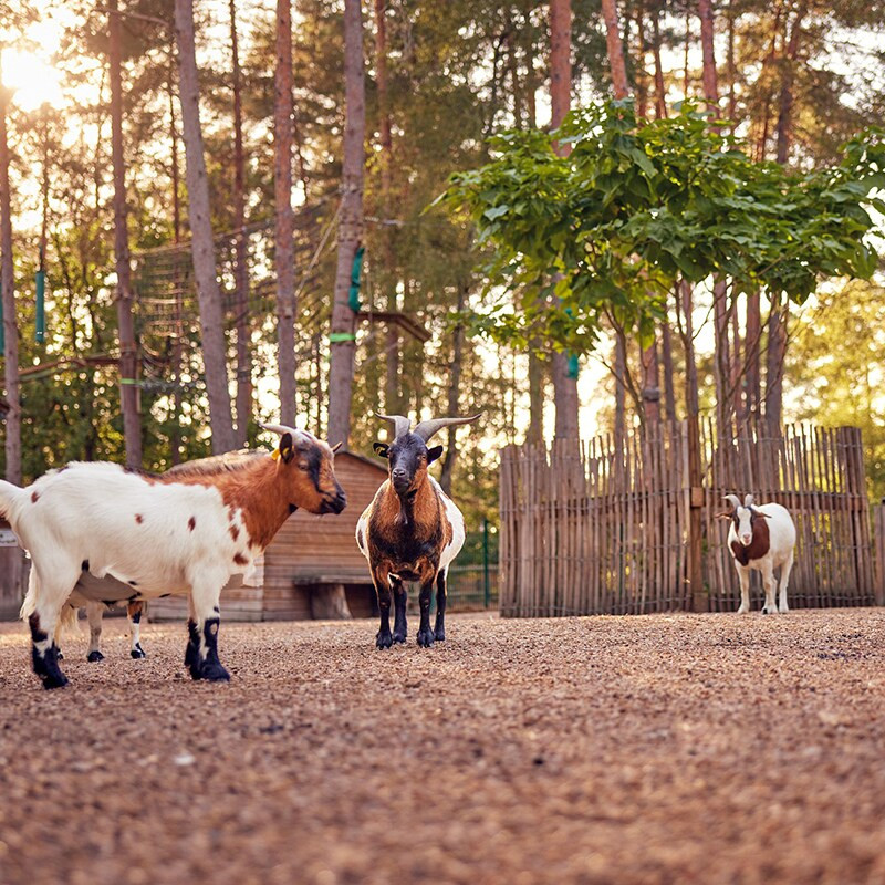 Center Parcs Les Hauts de Bruyères-