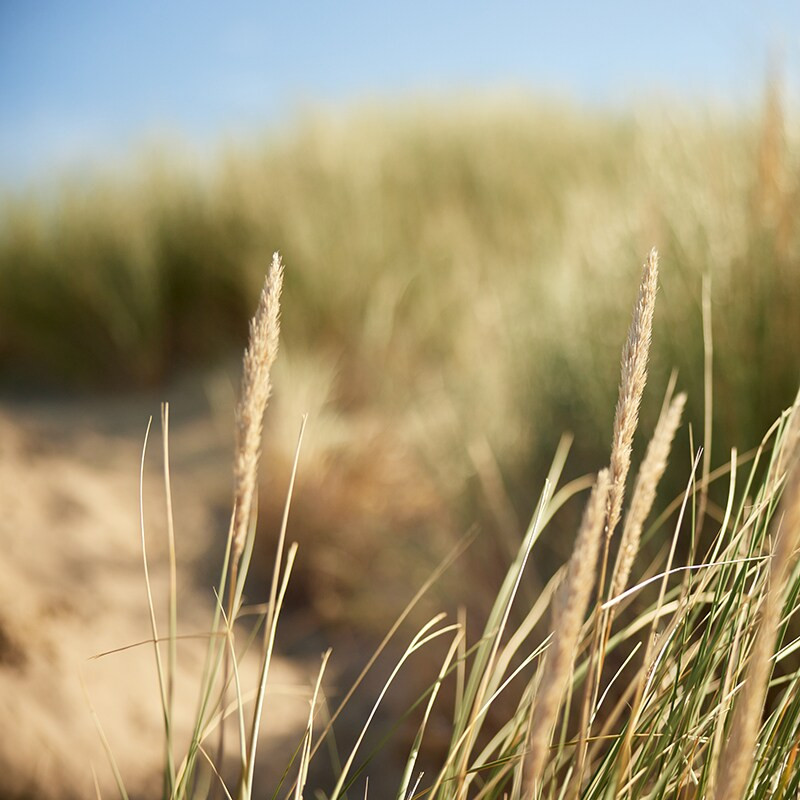 Center Parcs Park Zandvoort-