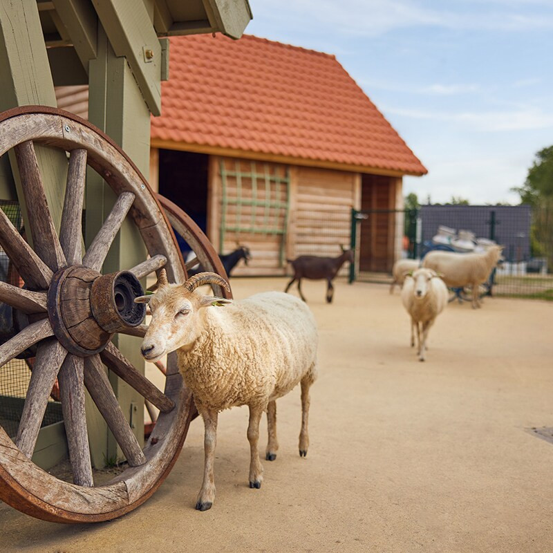 Center Parcs Park Zandvoort-