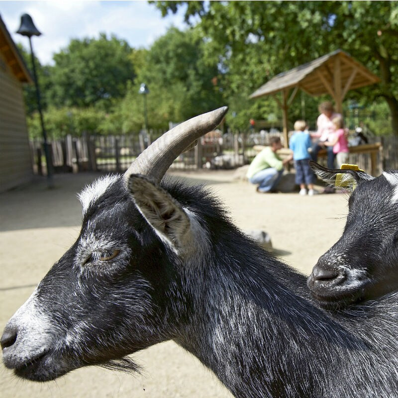 Center Parcs De Eemhof-