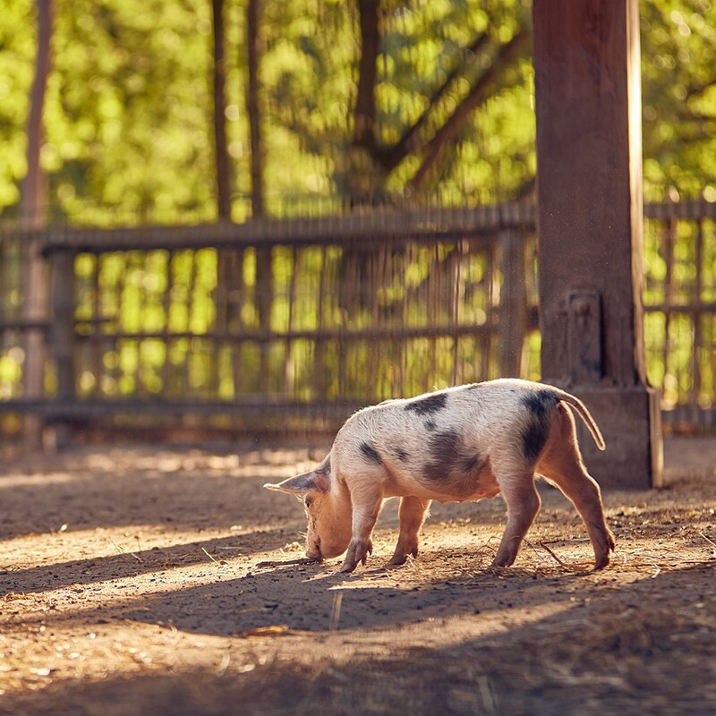 Center Parcs De Kempervennen-