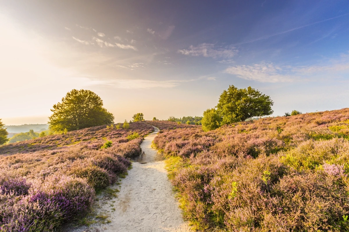 Landal Amerongse Berg-