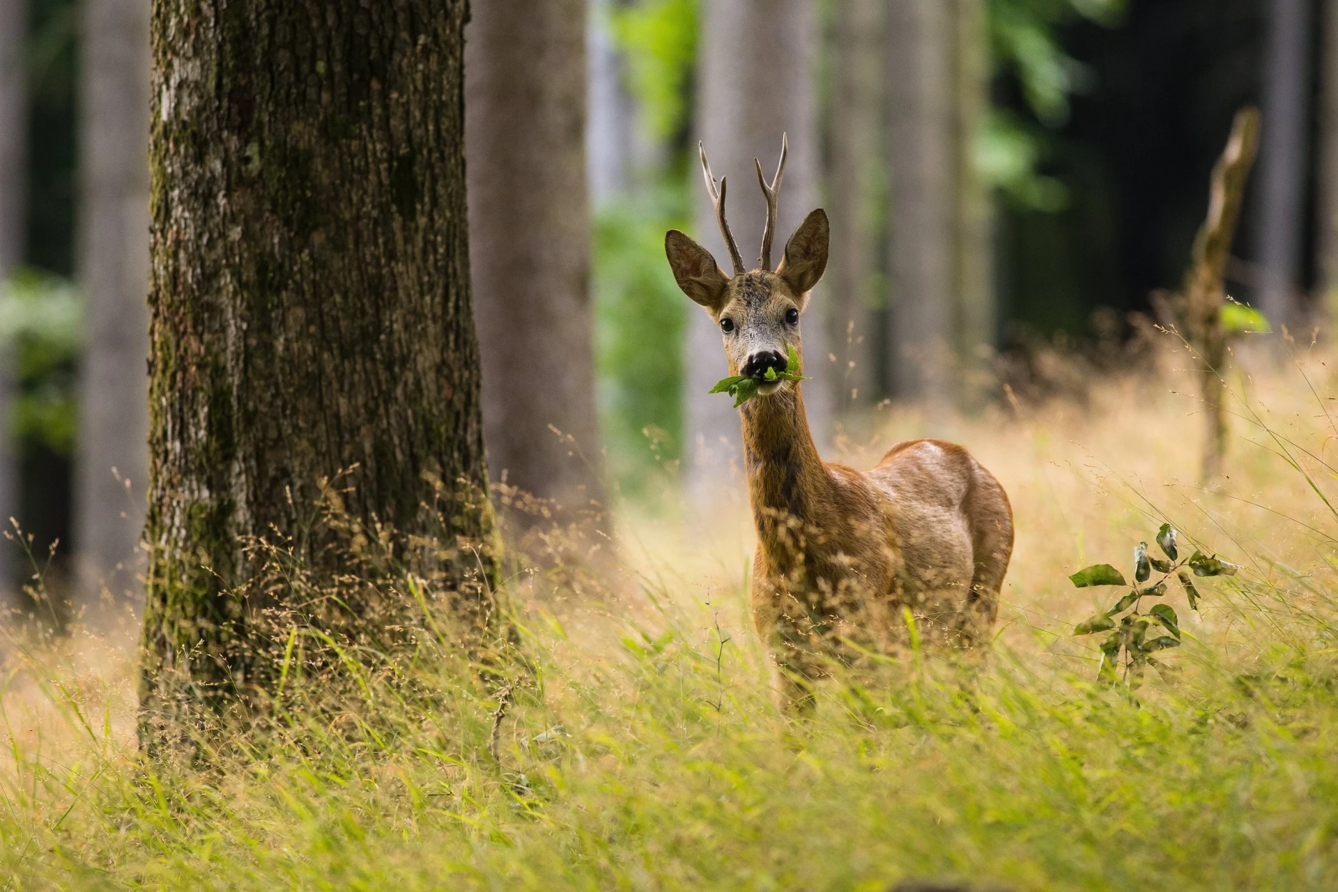 De Veluwse Hoevegaerde-