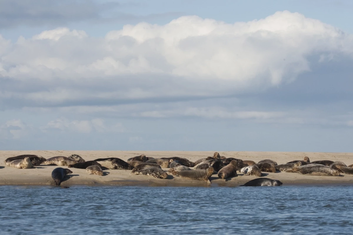 Landal Ameland State-