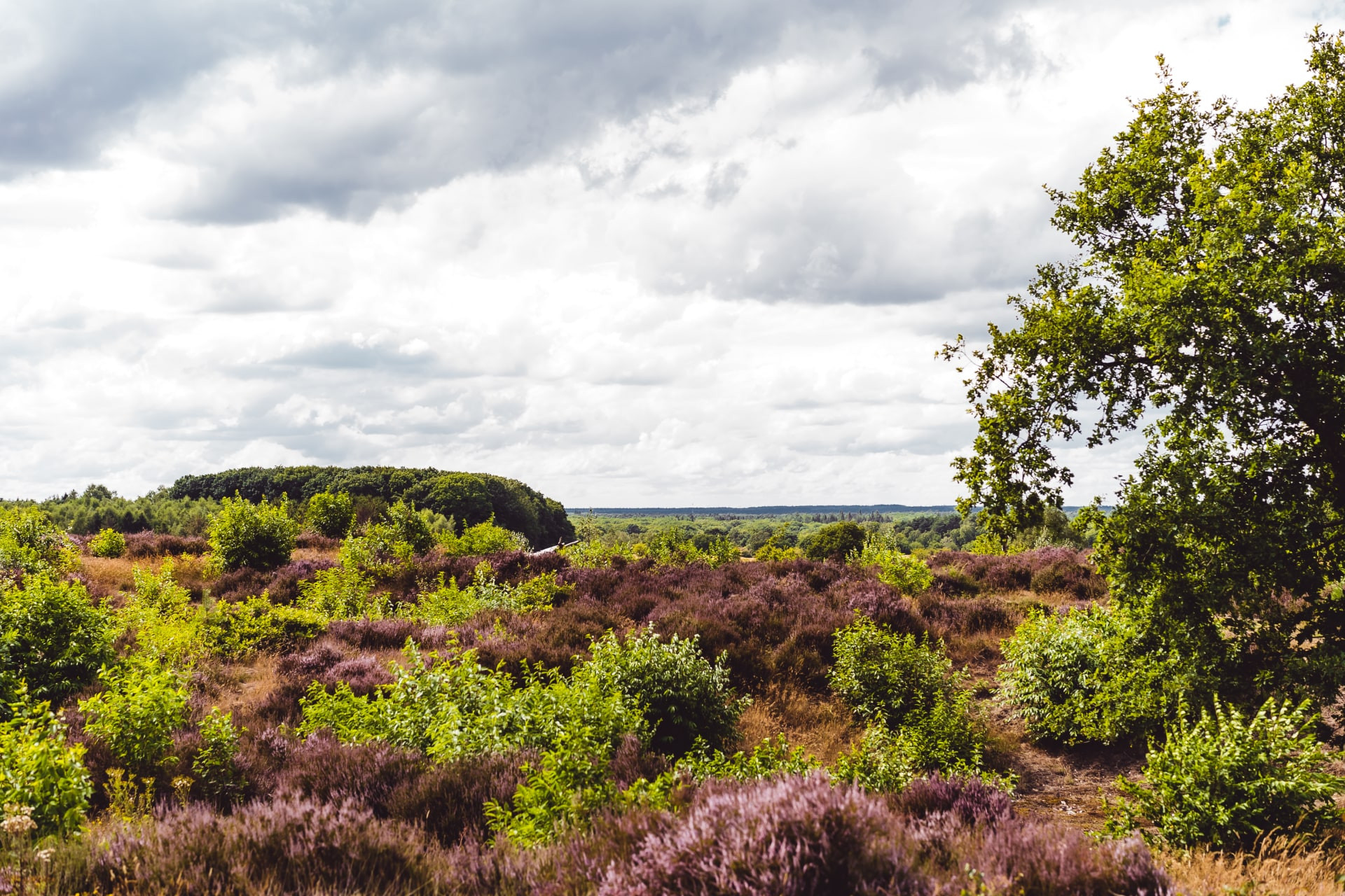 Bospark De Schaapskooi-