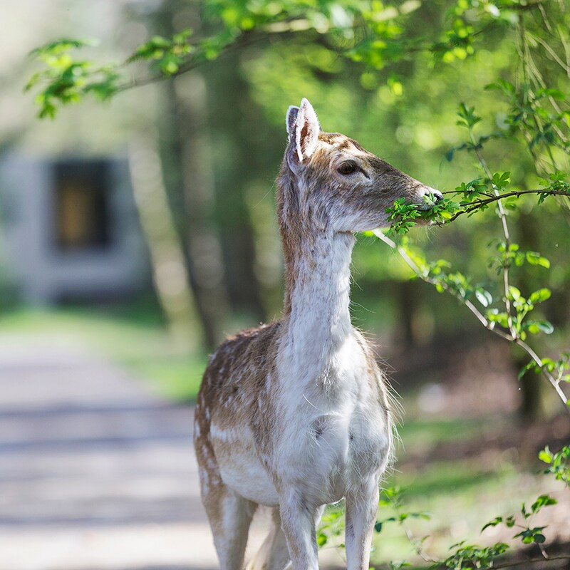 Center Parcs Het Meerdal-
