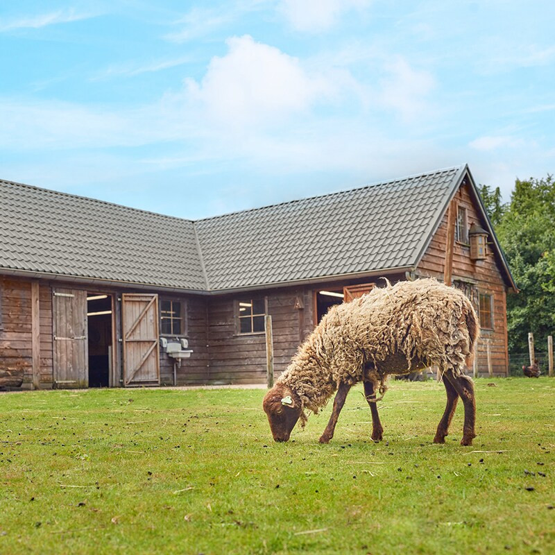 Center Parcs Limburgse Peel-