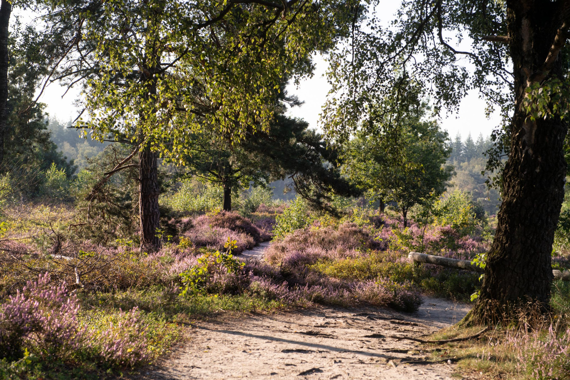 Vakantiepark Hölte - In de buurt