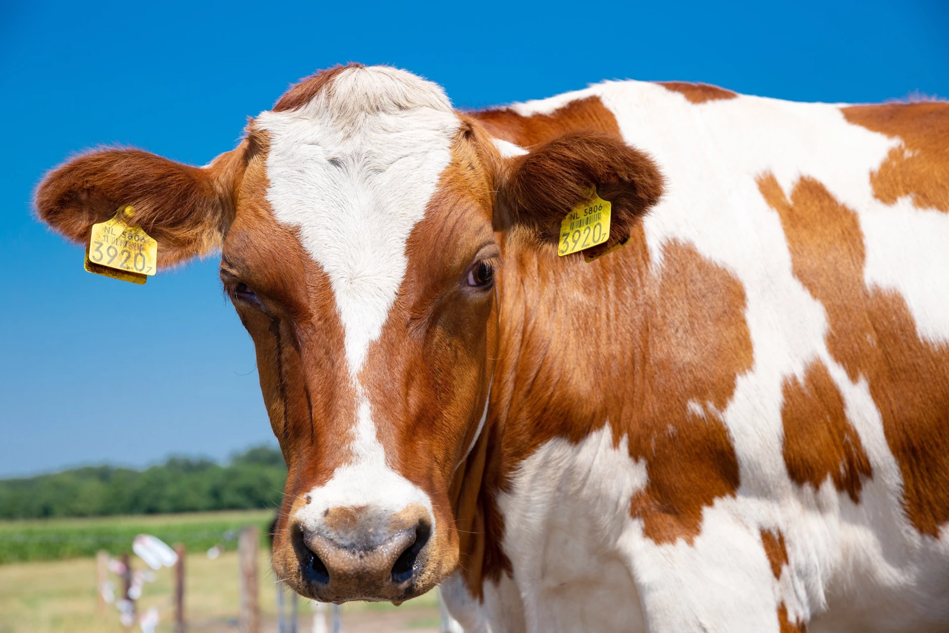 Recreatiepark De Tolplas-