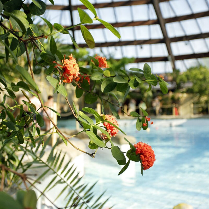 Center Parcs De Huttenheugte-